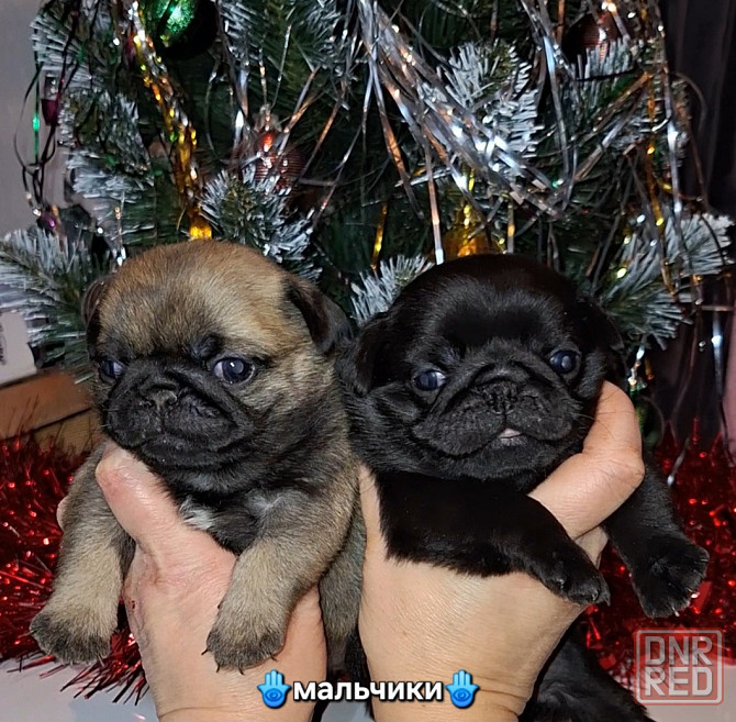 Породные щенки мопса с документами Донецк - изображение 1
