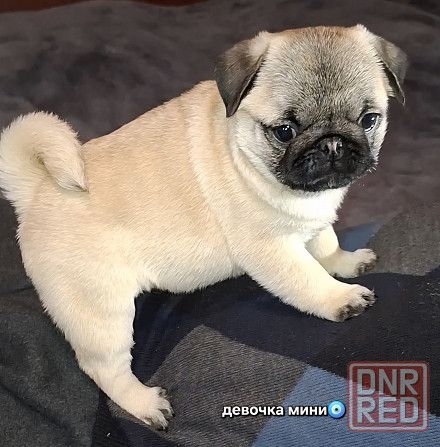 Породные щенки мопса с документами Донецк - изображение 1