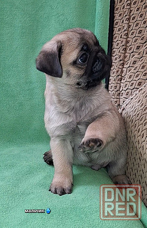 Породные щенки мопса с документами Донецк - изображение 6