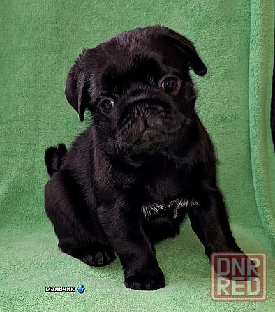 Породные щенки мопса с документами Донецк - изображение 5