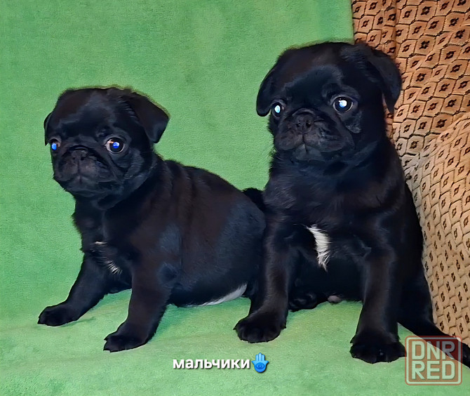 Породные щенки мопса с документами Донецк - изображение 7