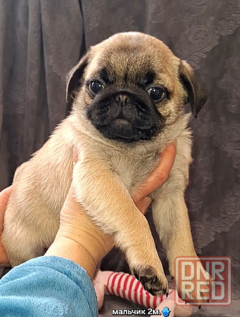 Породные щенки мопса с документами Донецк - изображение 1