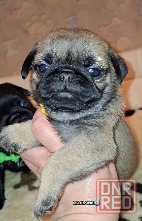 Породные щенки мопса с документами Донецк - изображение 3