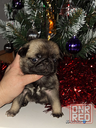 Породные щенки мопса с документами Донецк - изображение 6