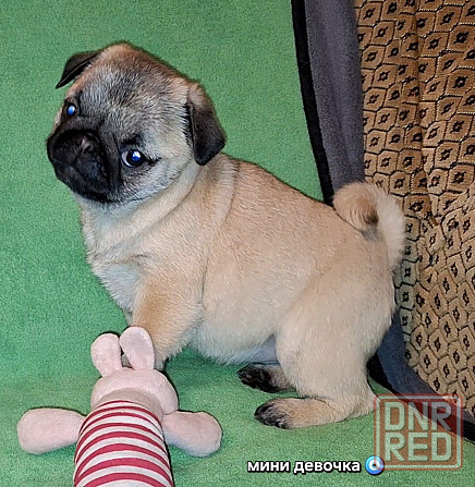 Породные щенки мопса с документами Донецк - изображение 6