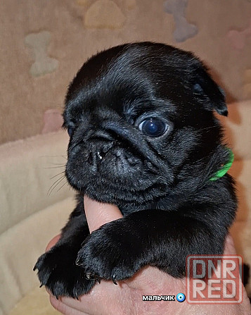 Породные щенки мопса с документами Донецк - изображение 2