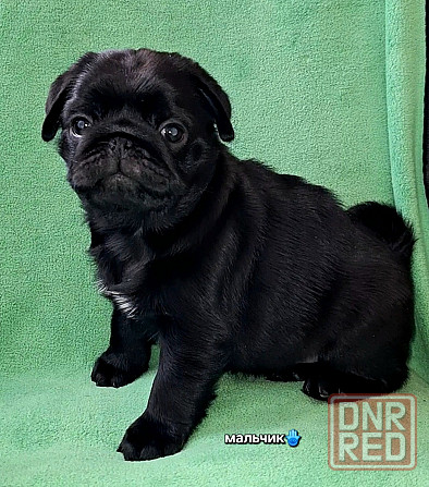 Породные щенки мопса с документами Донецк - изображение 4