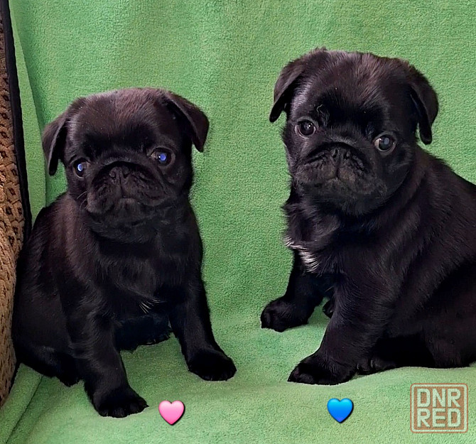 Породные щенки мопса с документами Донецк - изображение 2
