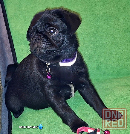 Породные щенки мопса с документами Донецк - изображение 4