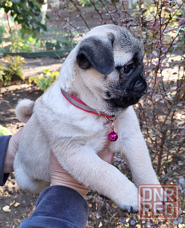 Породные щенки мопса с документами Донецк - изображение 2