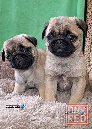 Породные щенки мопса с документами Донецк - изображение 7