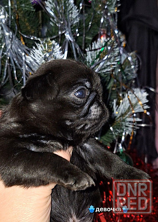 Породные щенки мопса с документами Донецк - изображение 4