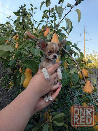 Продам Макеевка - изображение 6