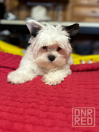 Бивер Йокшеры, Мальтийская болонка Донецк - изображение 5