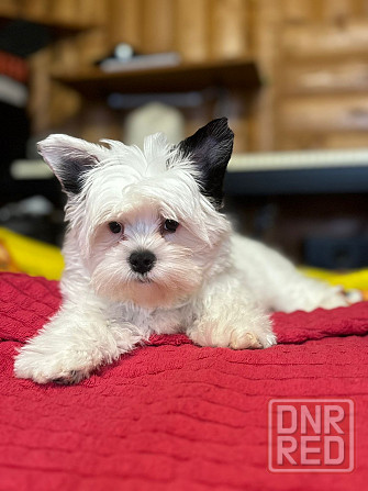 Бивер Йокшеры, Мальтийская болонка Донецк - изображение 4