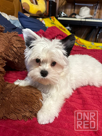 Бивер Йокшеры, Мальтийская болонка Донецк - изображение 3