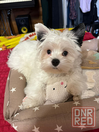 Бивер Йокшеры, Мальтийская болонка Донецк - изображение 1