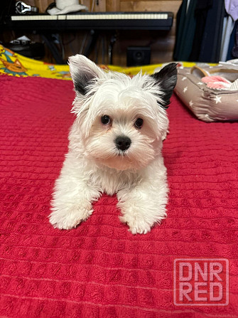 Бивер Йокшеры, Мальтийская болонка Донецк - изображение 2