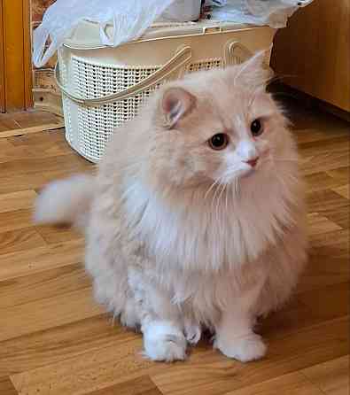 Отдам кота в хорошие руки Мариуполь