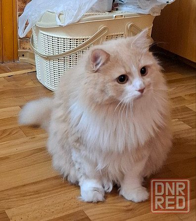 Отдам кота в хорошие руки Мариуполь - изображение 1
