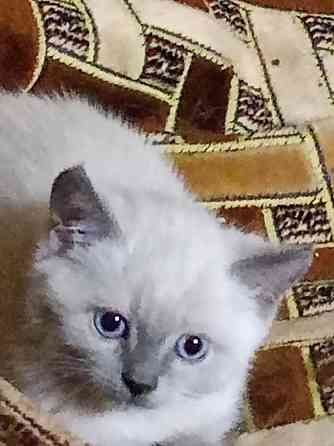Продам сиамского котенка Донецк