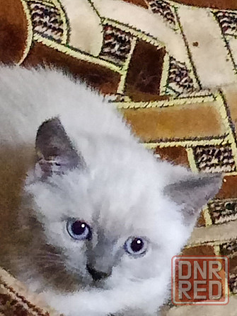 Продам сиамского котенка Донецк - изображение 1
