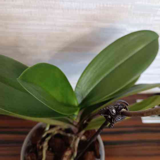 Фаленопсис Роттердам с цветоносом Донецк