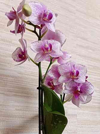 Фаленопсис Роттердам с цветоносом Донецк