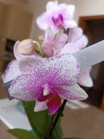 Фаленопсис Роттердам с цветоносом Донецк