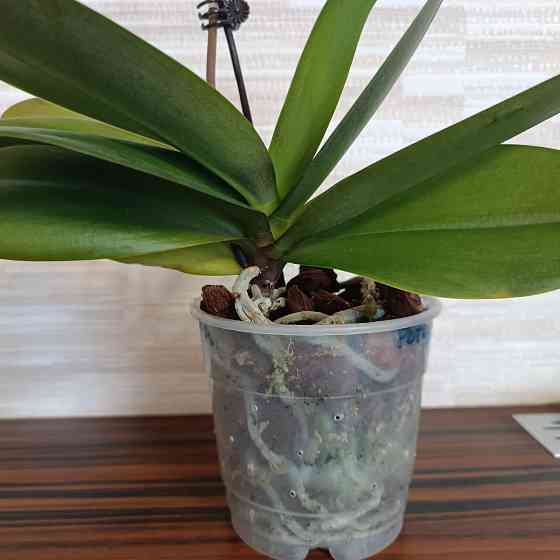 Фаленопсис Роттердам с цветоносом Донецк