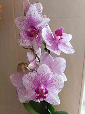 Фаленопсис Роттердам с цветоносом Донецк