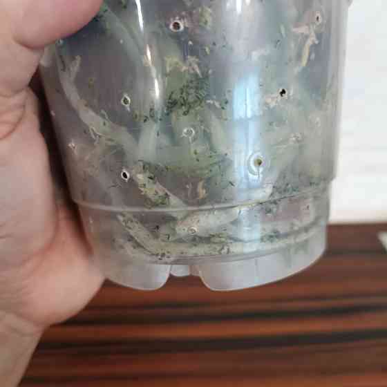 Фаленопсис Роттердам с цветоносом Донецк