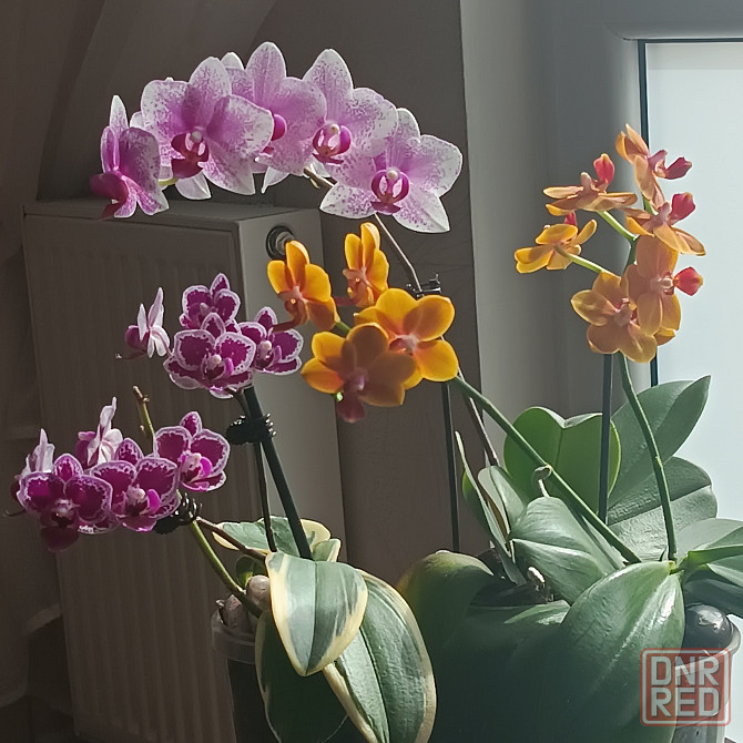 Фаленопсис Роттердам с цветоносом Донецк - изображение 8