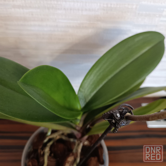 Фаленопсис Роттердам с цветоносом Донецк - изображение 5