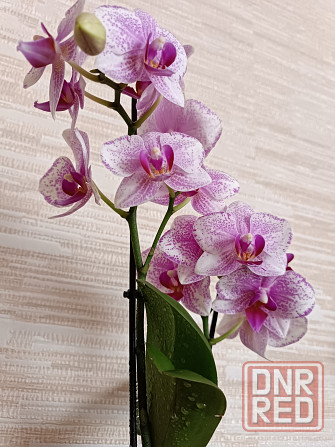 Фаленопсис Роттердам с цветоносом Донецк - изображение 1