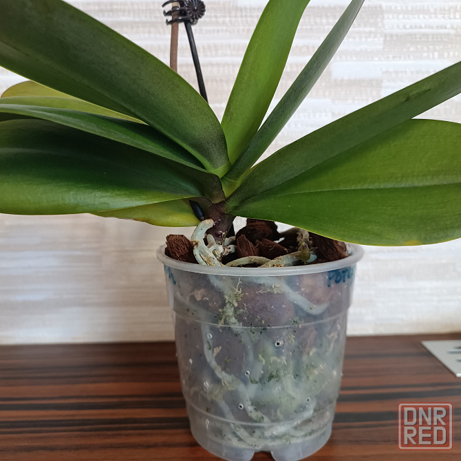 Фаленопсис Роттердам с цветоносом Донецк - изображение 4