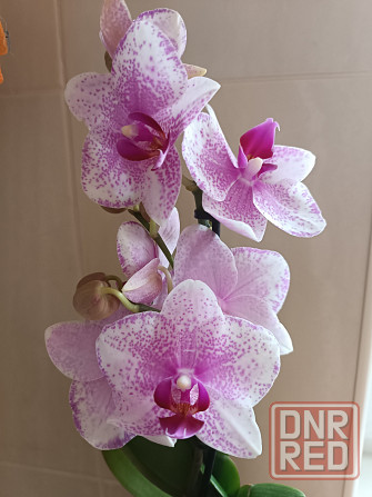 Фаленопсис Роттердам с цветоносом Донецк - изображение 3
