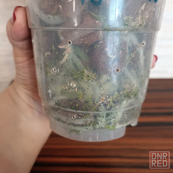 Фаленопсис Роттердам с цветоносом Донецк - изображение 7