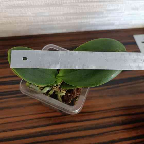 Фаленопсис детка с цветоносом Донецк