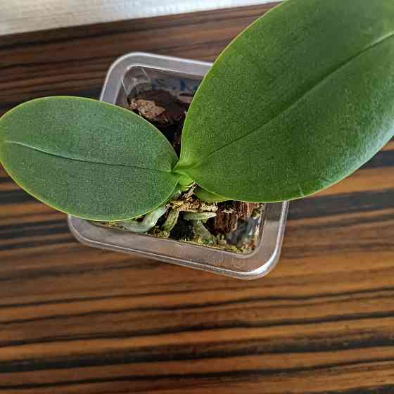 Фаленопсис детка с цветоносом Донецк