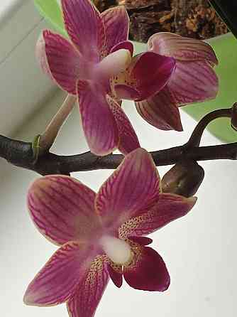 Фаленопсис детка с цветоносом Донецк