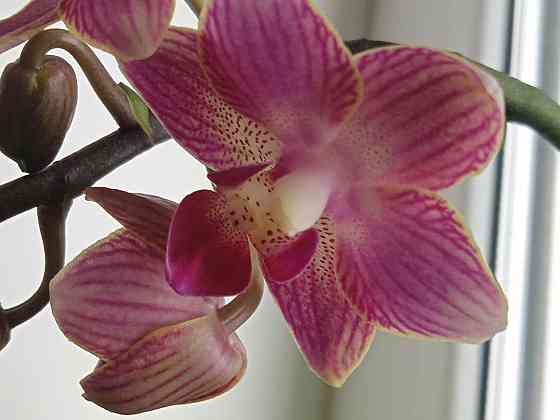 Фаленопсис детка с цветоносом Донецк