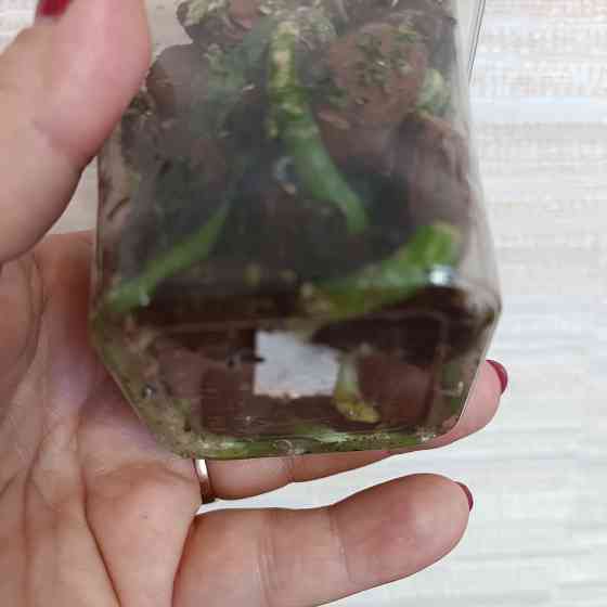 Фаленопсис детка с цветоносом Донецк