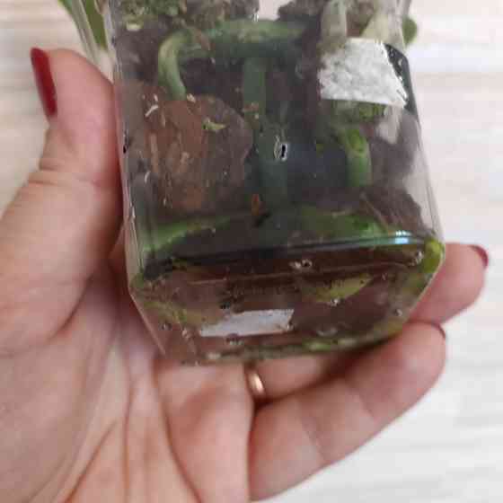 Фаленопсис детка с цветоносом Донецк