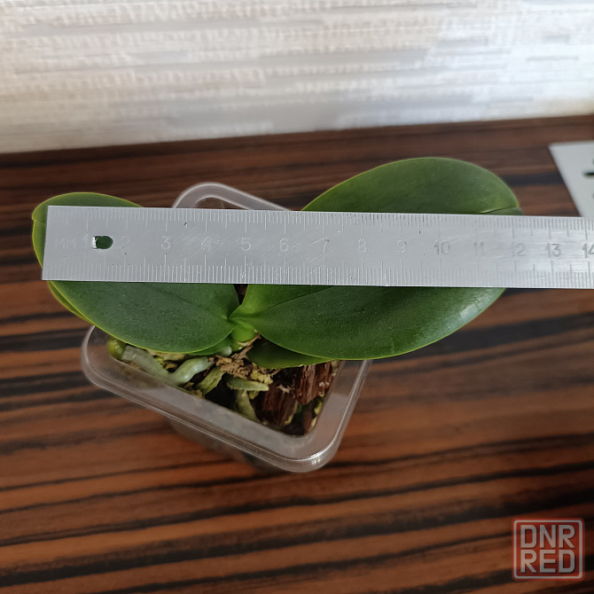 Фаленопсис детка с цветоносом Донецк - изображение 4