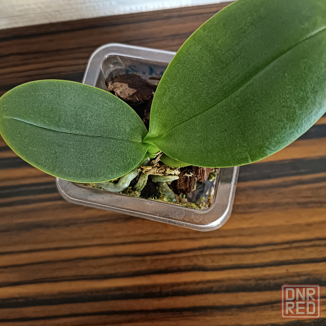 Фаленопсис детка с цветоносом Донецк - изображение 3