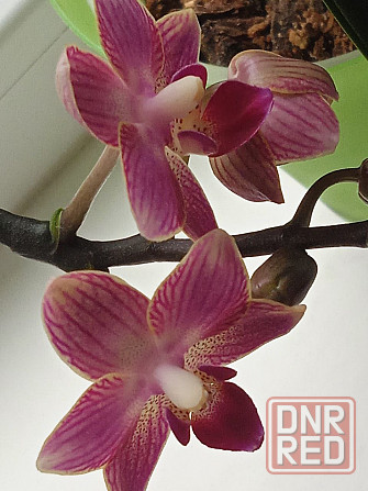 Фаленопсис детка с цветоносом Донецк - изображение 2