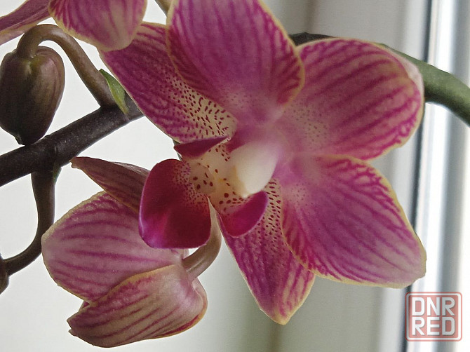 Фаленопсис детка с цветоносом Донецк - изображение 1