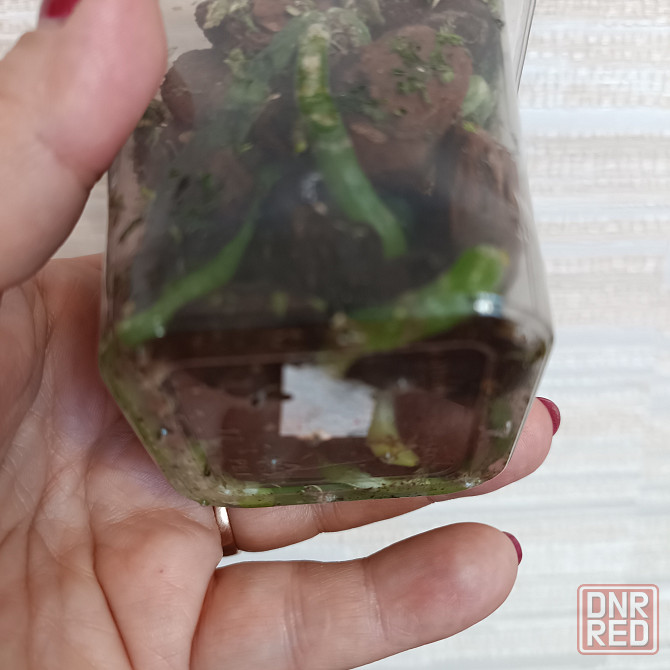 Фаленопсис детка с цветоносом Донецк - изображение 5