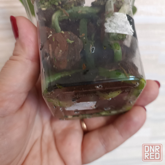 Фаленопсис детка с цветоносом Донецк - изображение 6